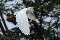 Aigrette neigeuse